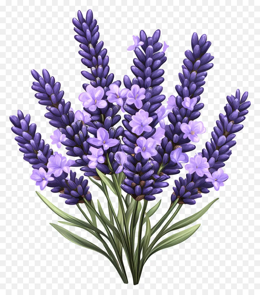 Buket Lavender，Warna Lembayung Muda PNG