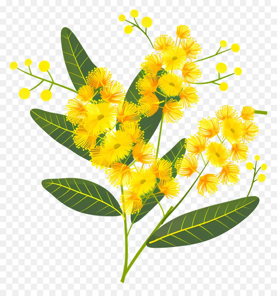 Bunga Mimosa，Bunga Kuning PNG