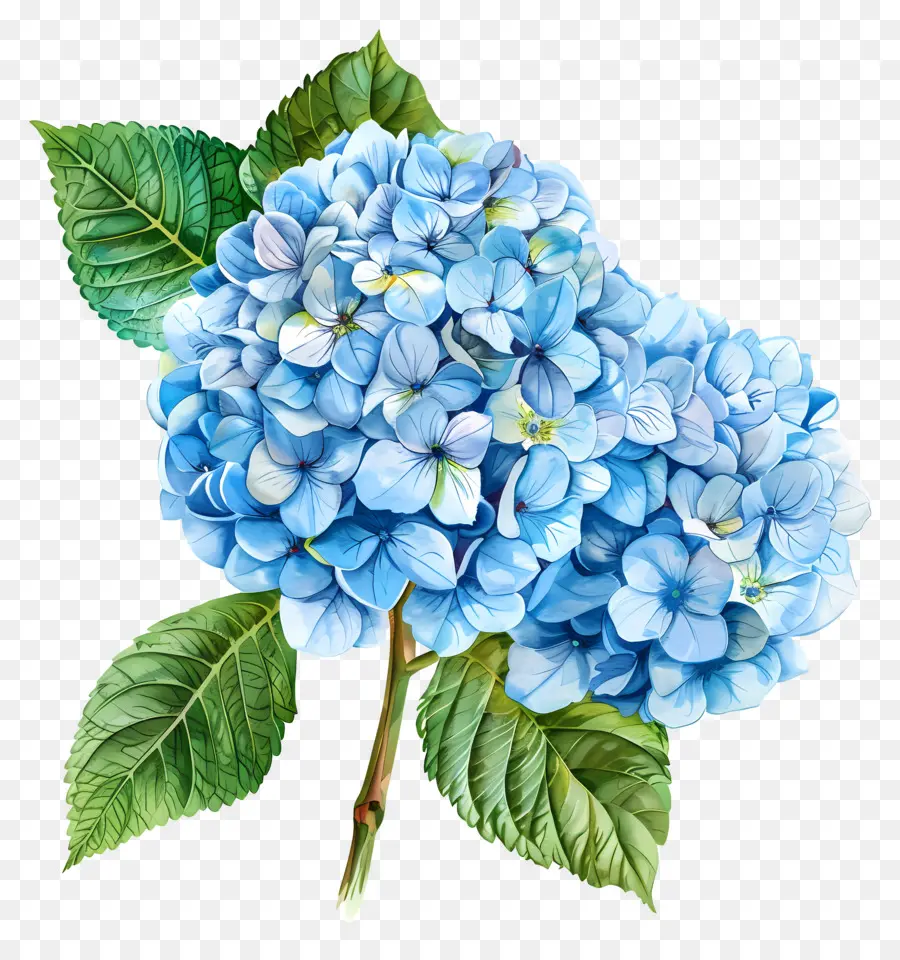 Bunga Hydrangea Biru，Hydrangea Biru PNG