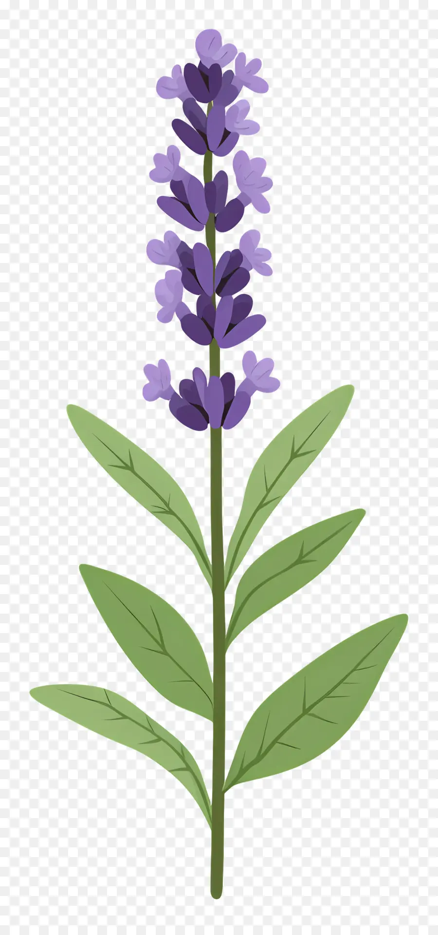 Bunga Lavender，Ungu PNG