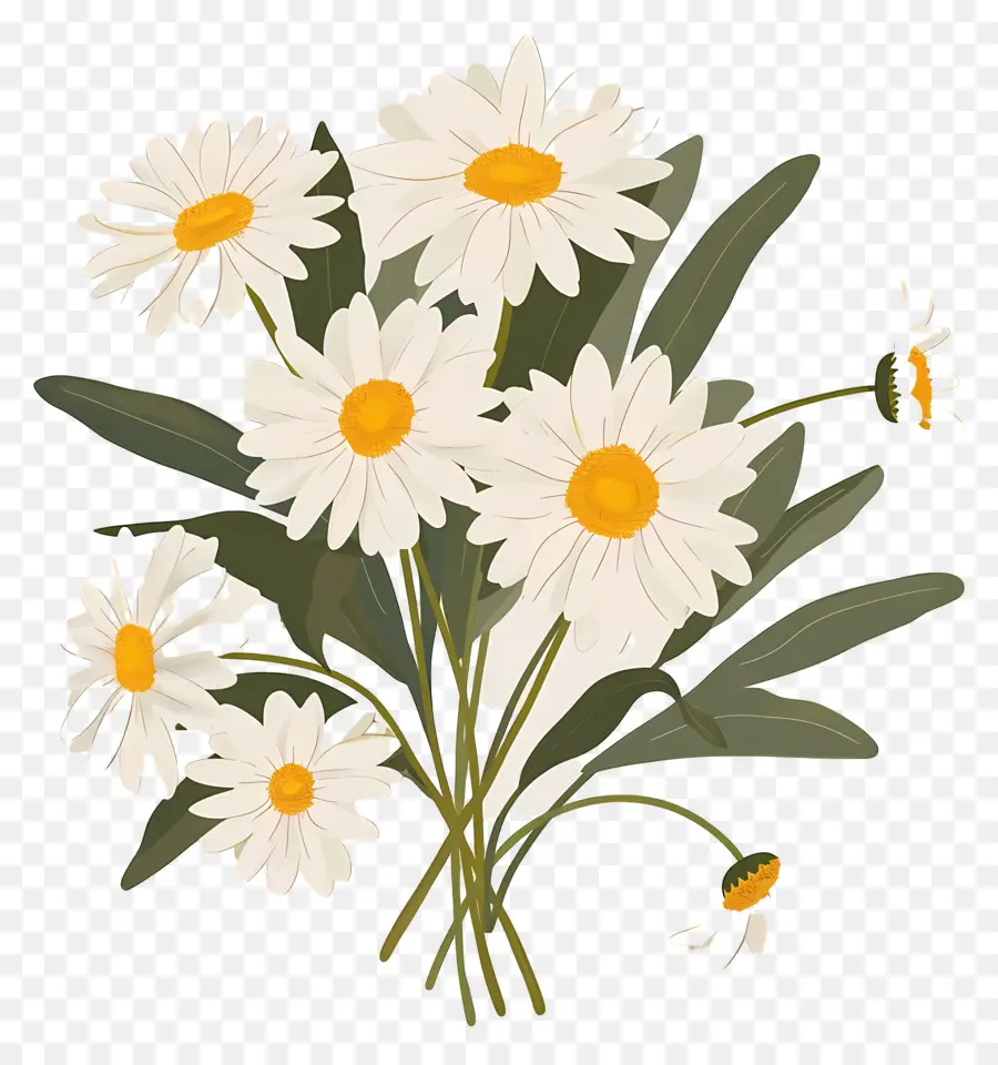 Buket Bunga Daisy，Bunga Aster PNG