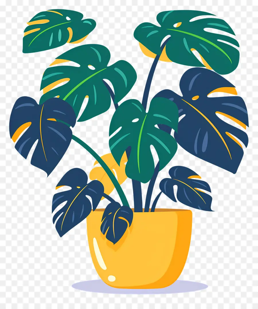 Tanaman Monstera，Tanaman Pot PNG