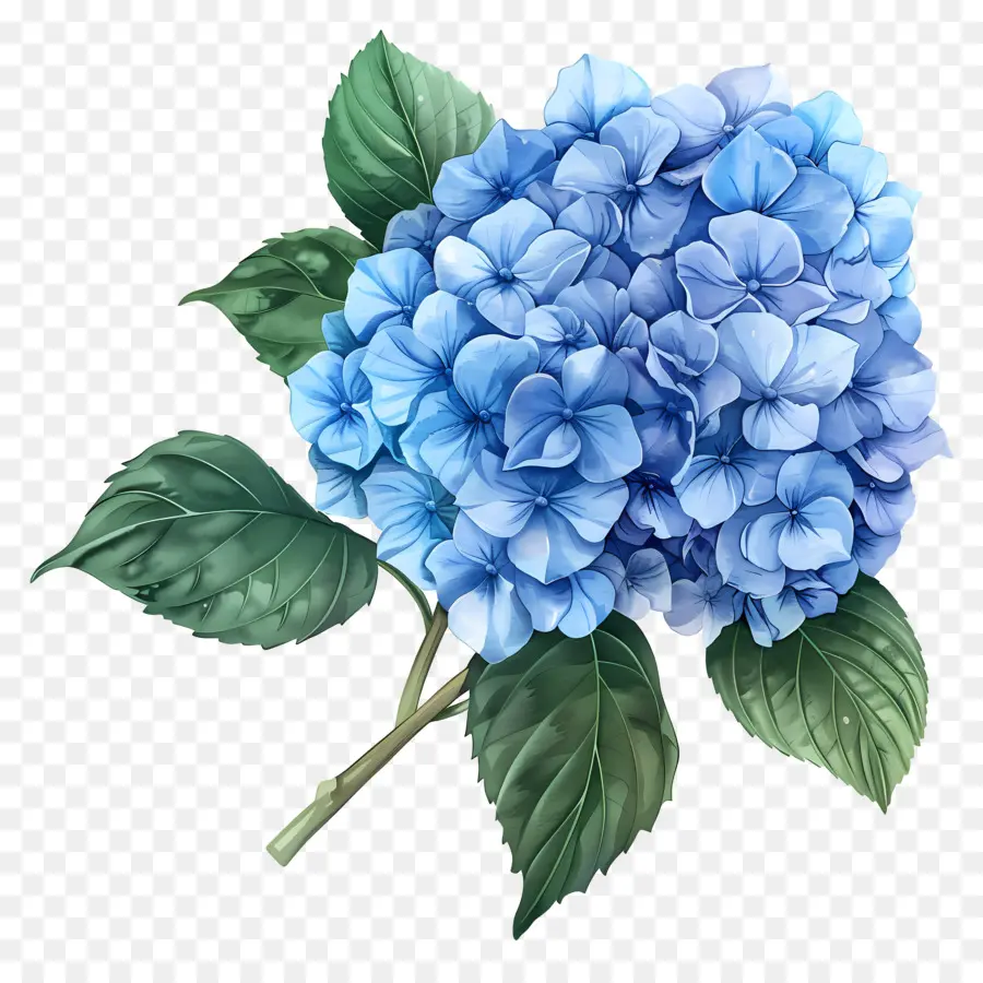 Bunga Hydrangea Biru，Hortensia PNG