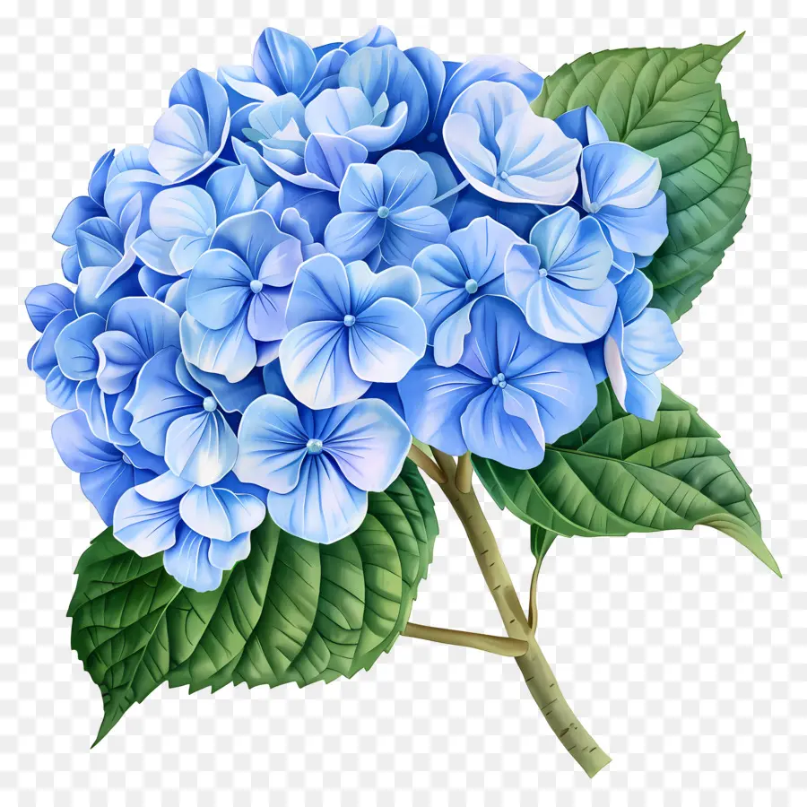 Bunga Hydrangea Biru，Bunga Ungu PNG