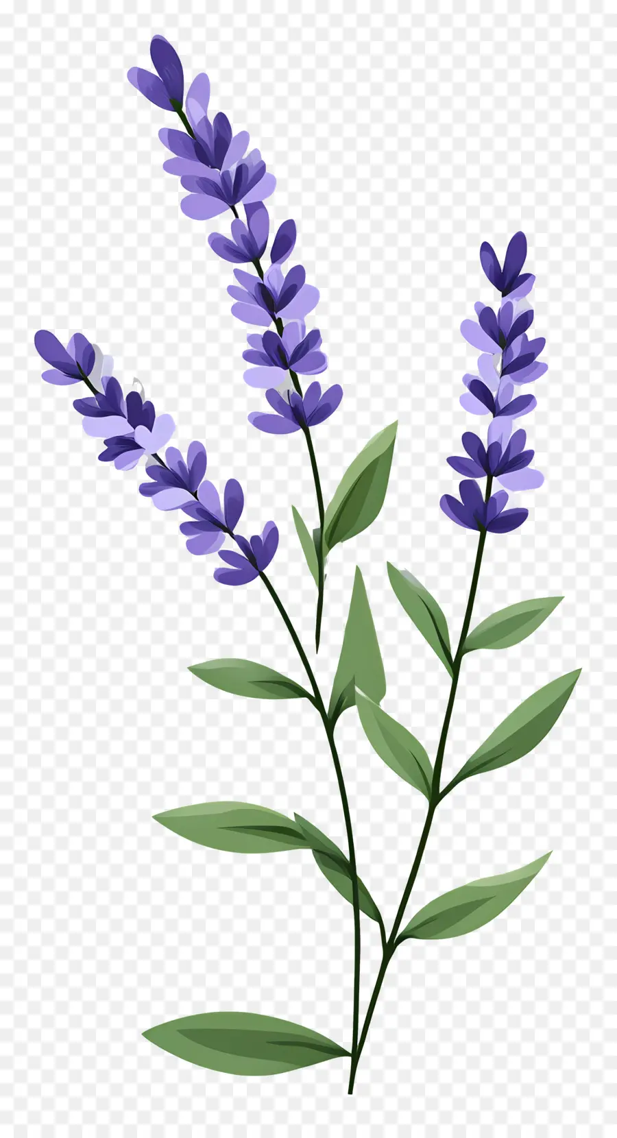 Bunga Lavender，Warna Lembayung Muda PNG