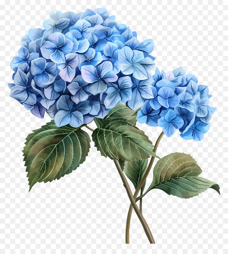 Bunga Hydrangea Biru，Hydrangea Biru PNG