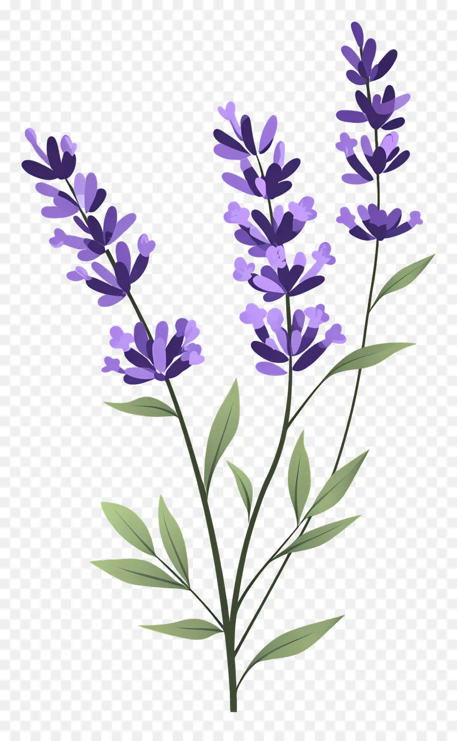 Bunga Lavender，Warna Lembayung Muda PNG