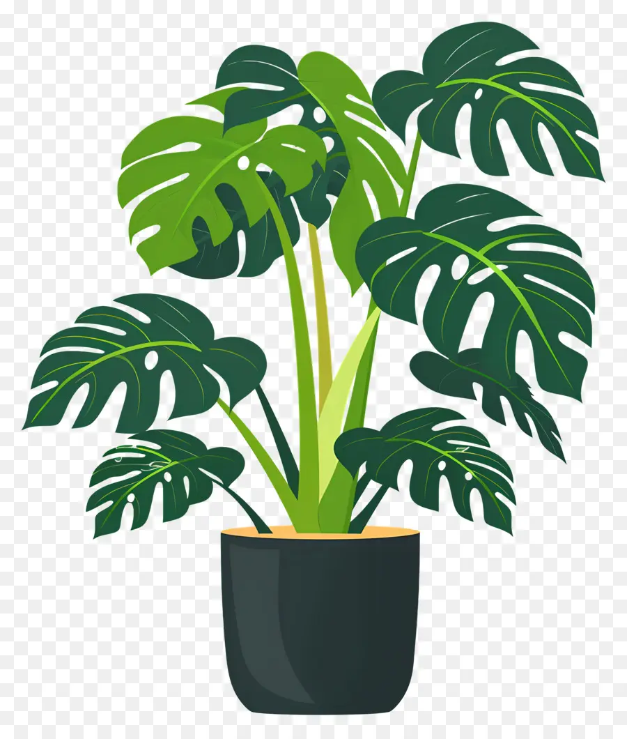 Tanaman Monstera，Tanaman Pot PNG