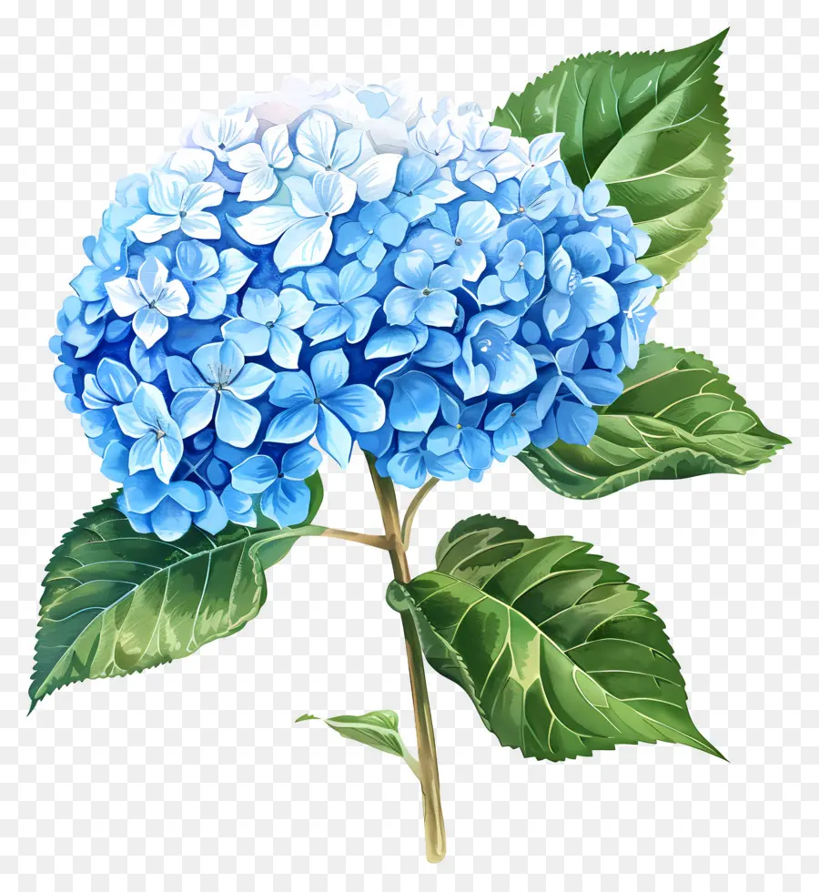 Bunga Hydrangea Biru，Hortensia PNG