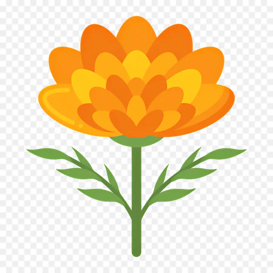 Bunga Marigold，Bunga Jeruk PNG