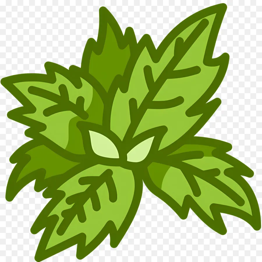 Kemangi，Daun Mint PNG