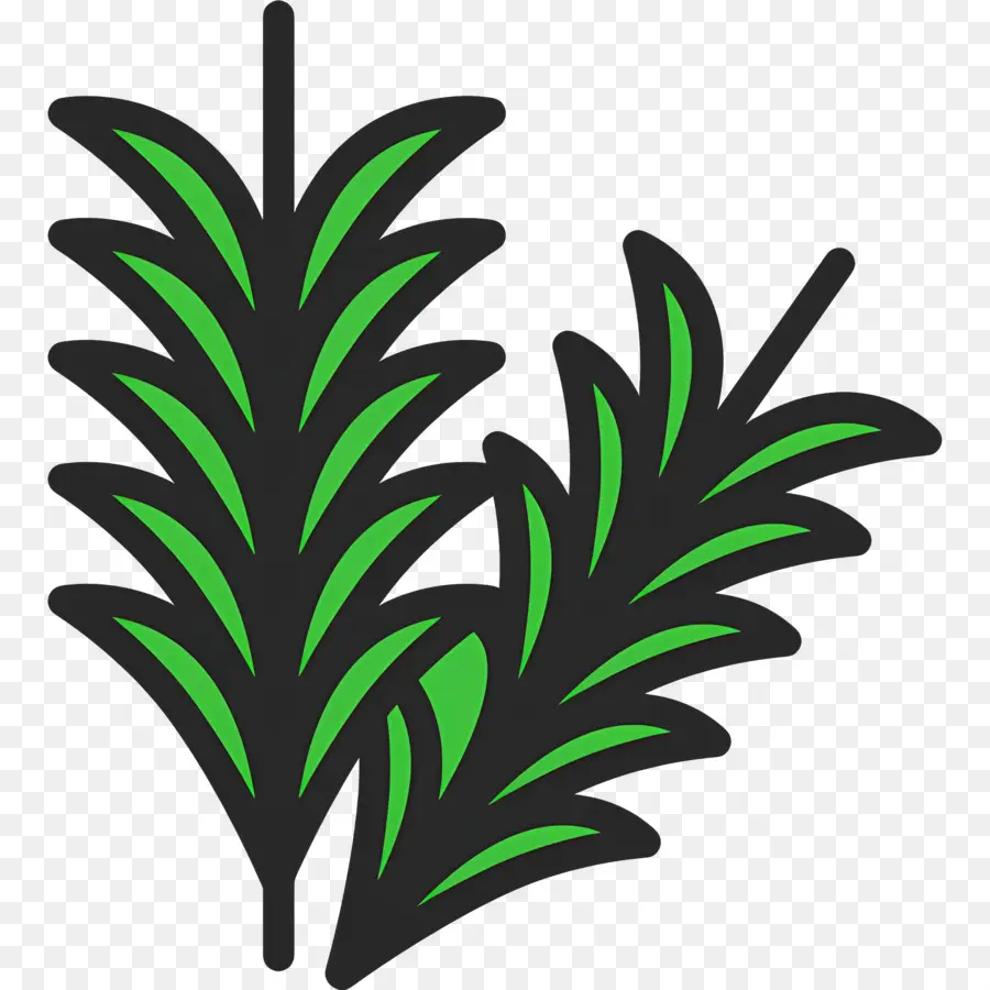 Rosemary，Daun Daun PNG