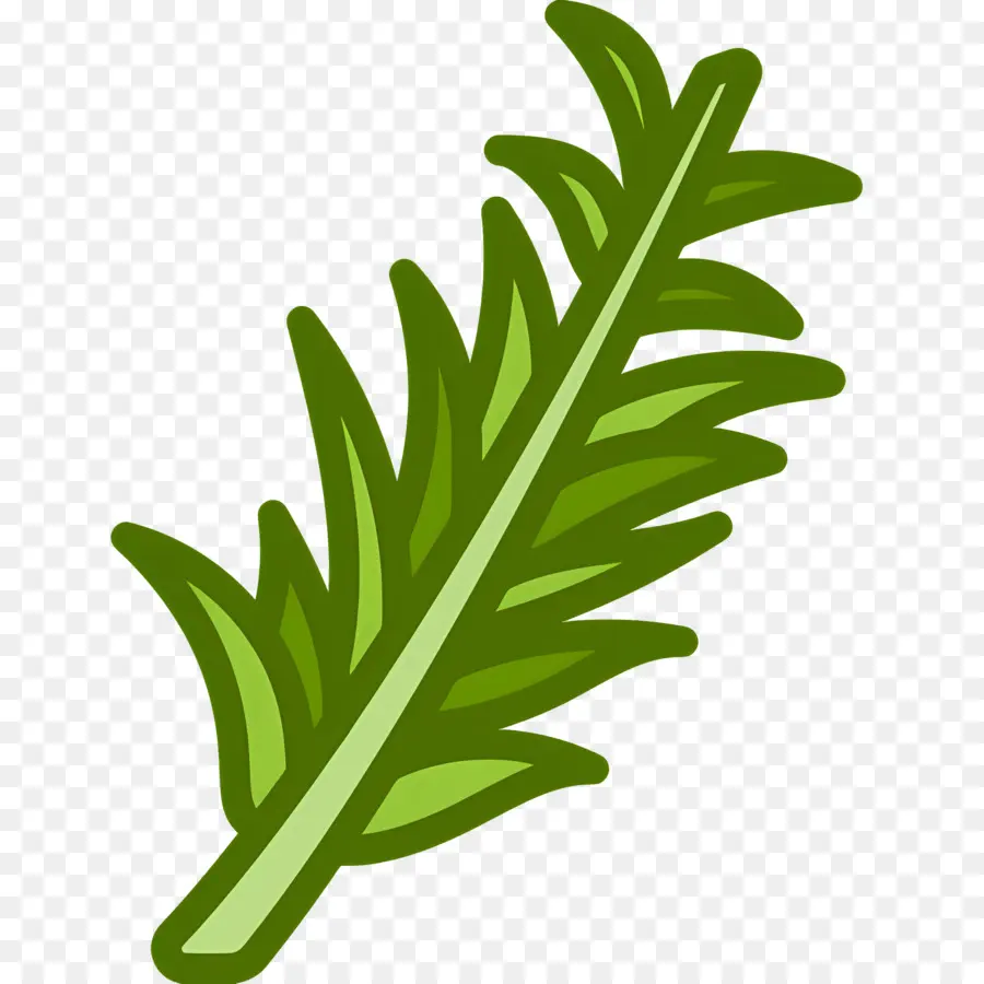 Rosemary，Daun Daun PNG