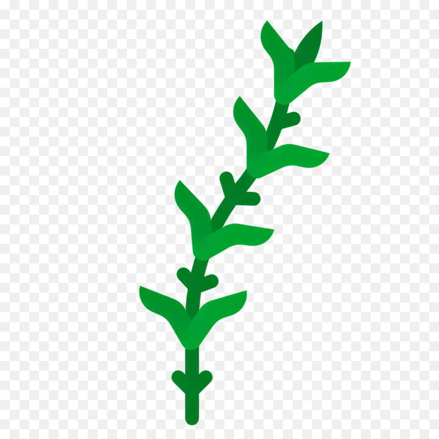 Rosemary，Tanaman Hijau PNG