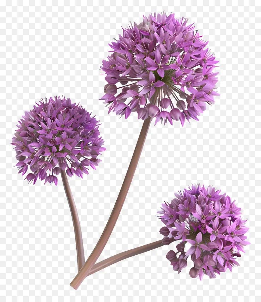 Bunga Allium 3d，Bunga Ungu PNG