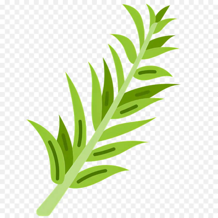 Rosemary，Daun PNG