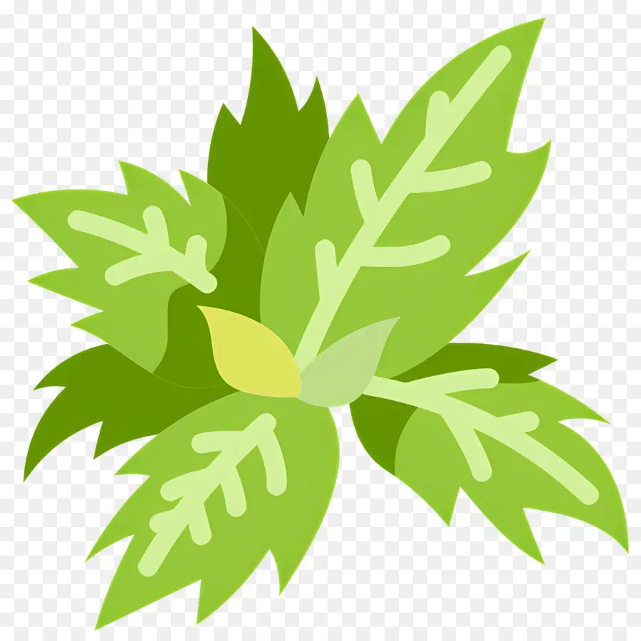 Kemangi，Daun Mint PNG