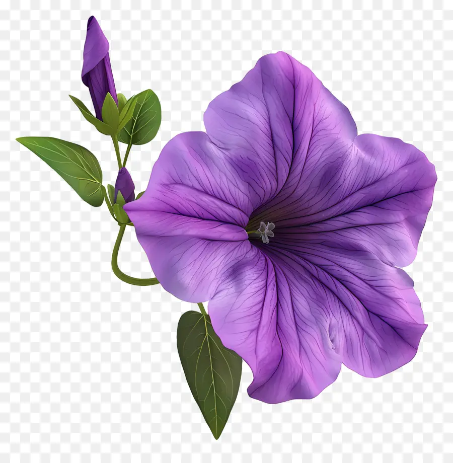 Bunga Petunia 3d，Bunga PNG