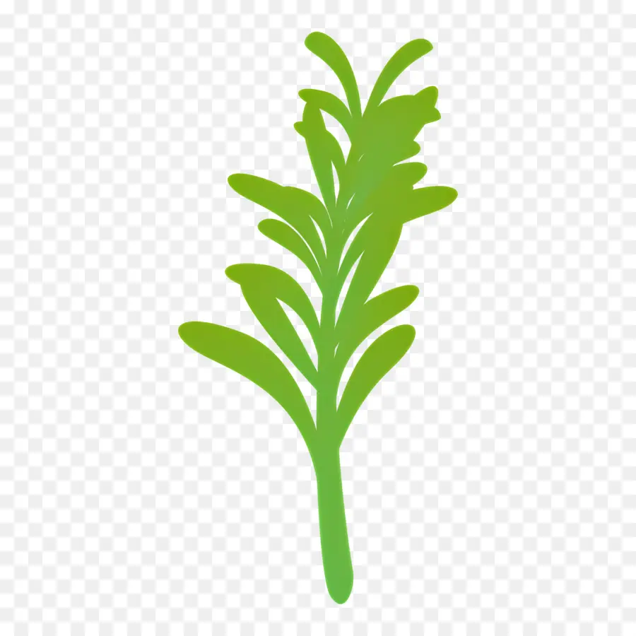 Rosemary，Ramuan Hijau PNG