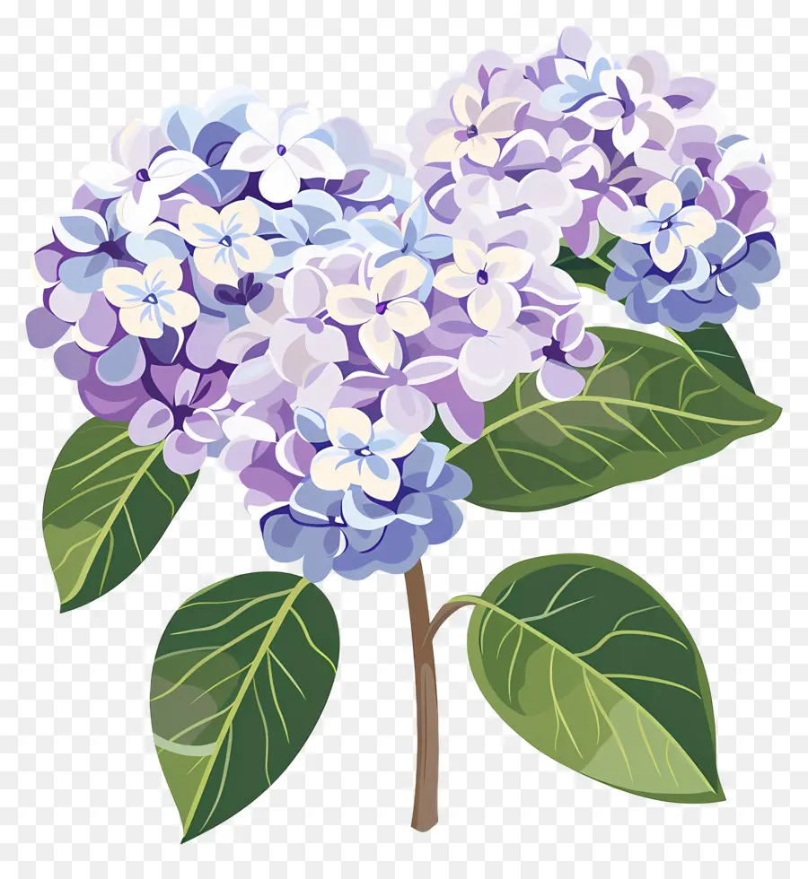 Bunga Hydrangea，Bunga Ungu PNG