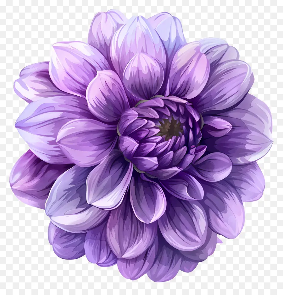 Bunga Dahlia，Bunga Ungu PNG