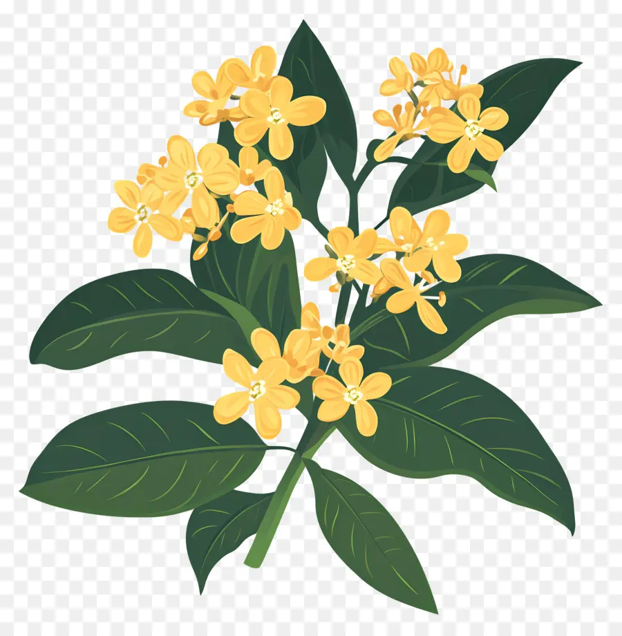 Bunga Osmanthus，Bunga Kuning PNG