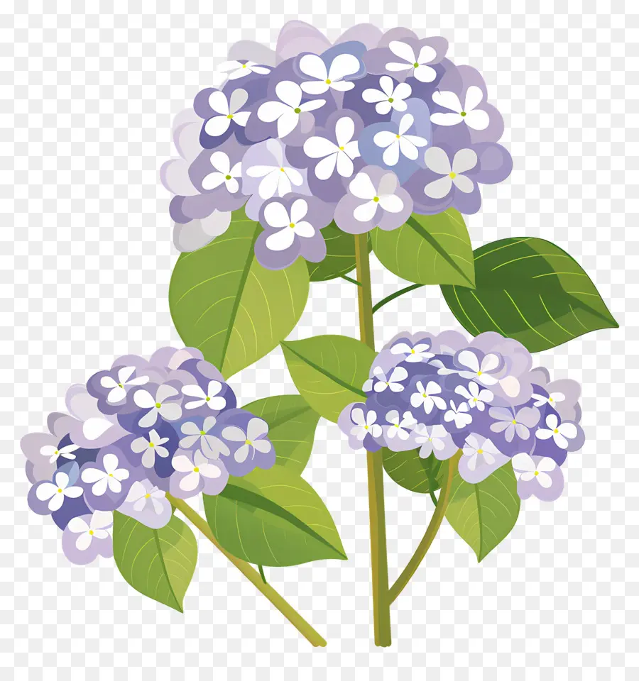 Bunga Hydrangea，Bunga Ungu PNG