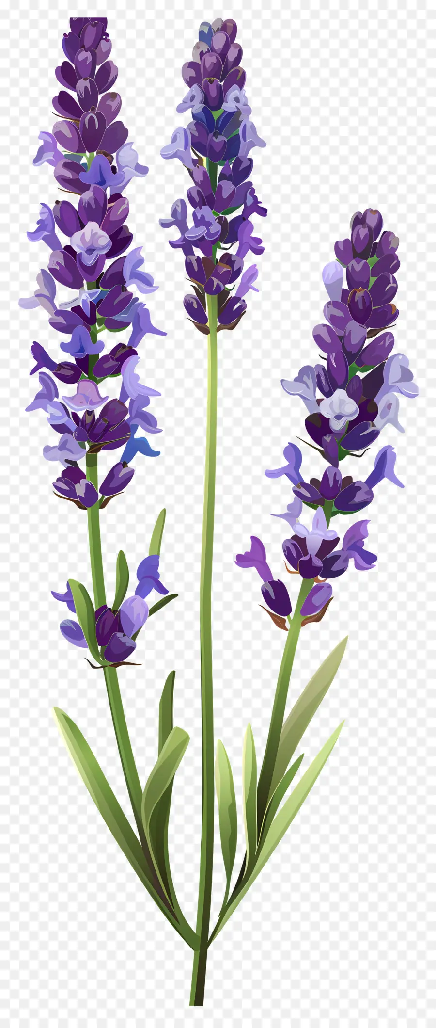 Bunga Lavendel，Bunga Ungu PNG