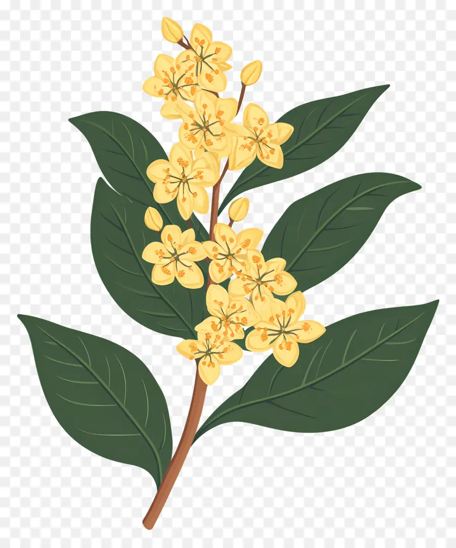 Bunga Osmanthus，Bunga Kuning PNG