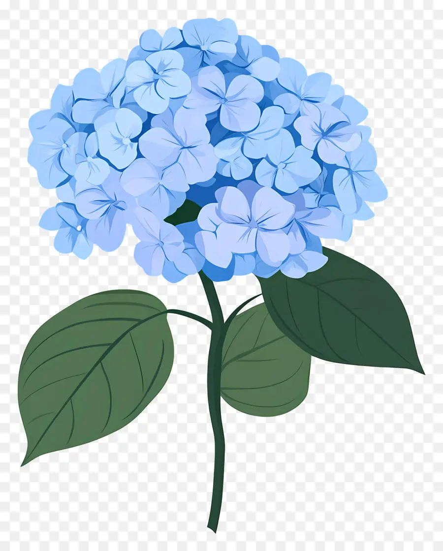 Bunga Hydrangea Biru，Hortensia PNG