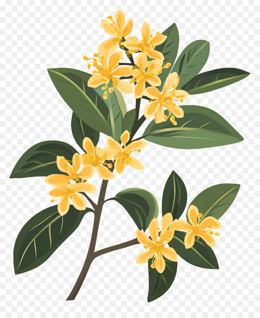 Bunga Osmanthus，Cabang Bunga PNG