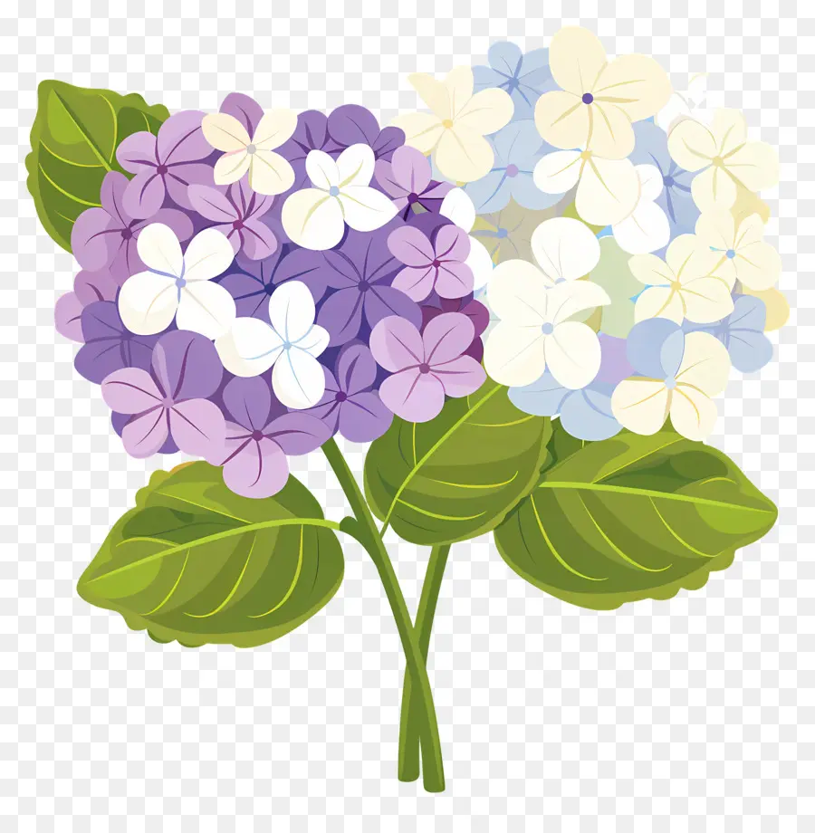 Bunga Hydrangea，Bunga Ungu PNG