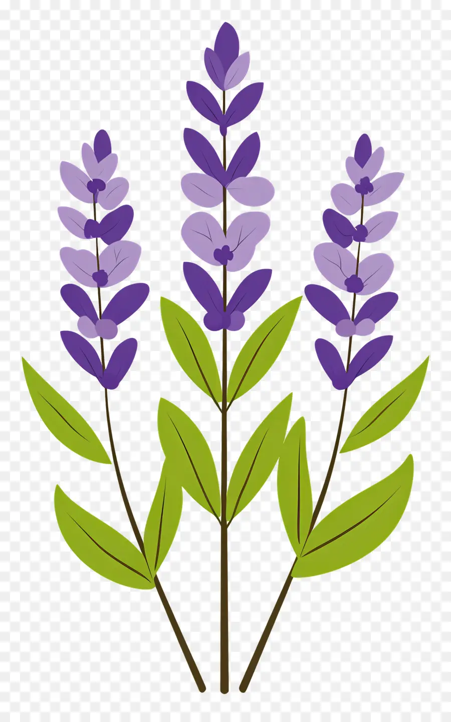 Bunga Lavender，Warna Lembayung Muda PNG