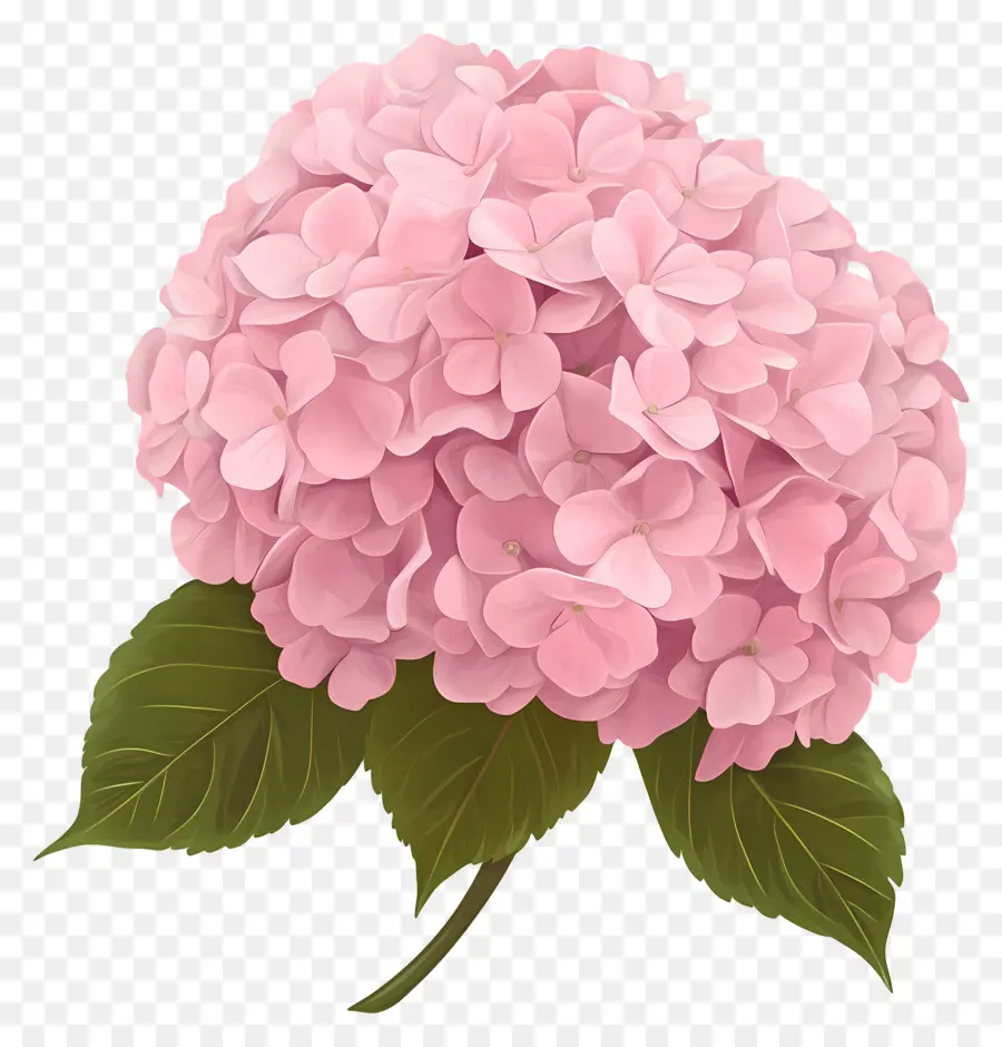 Bunga Hydrangea Merah Muda，Hydrangea Merah Muda PNG