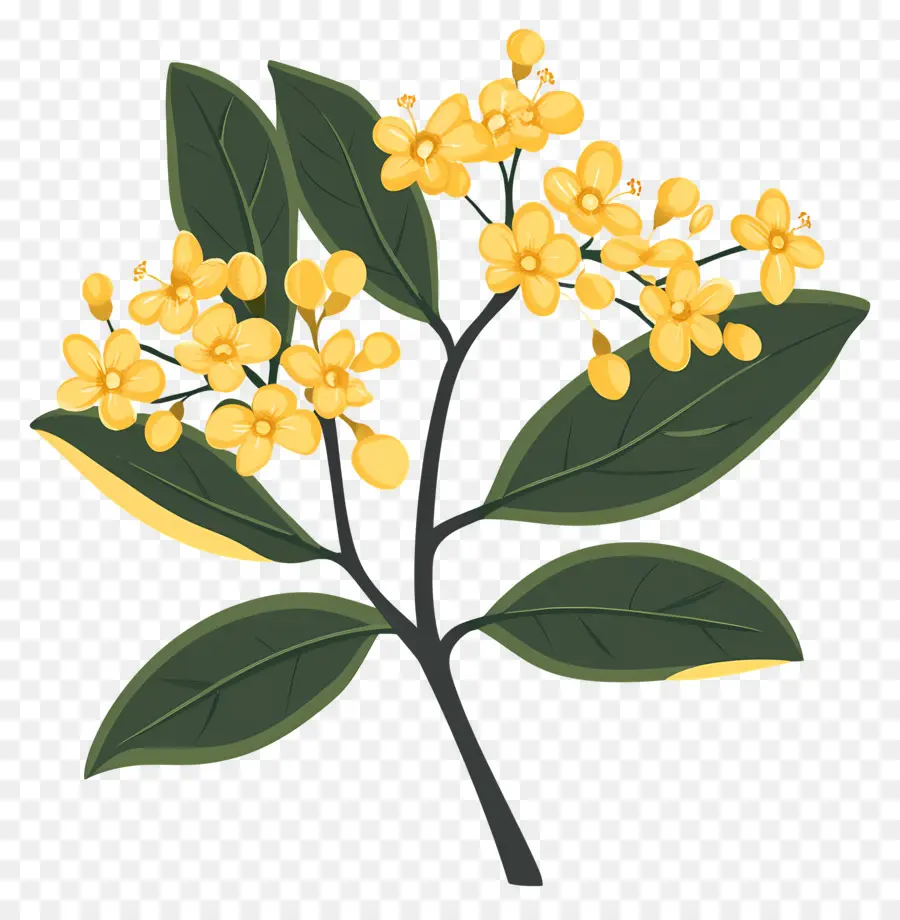 Bunga Osmanthus，Bunga Kuning PNG