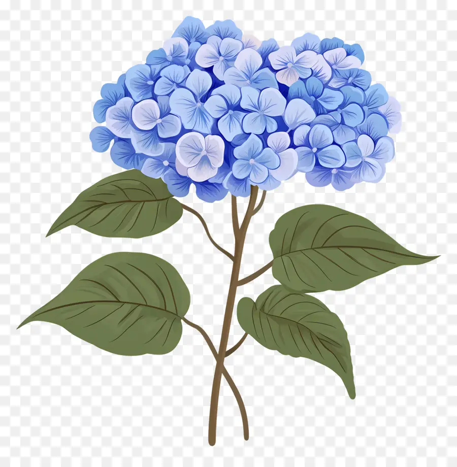 Bunga Hydrangea Biru，Hydrangea Biru PNG