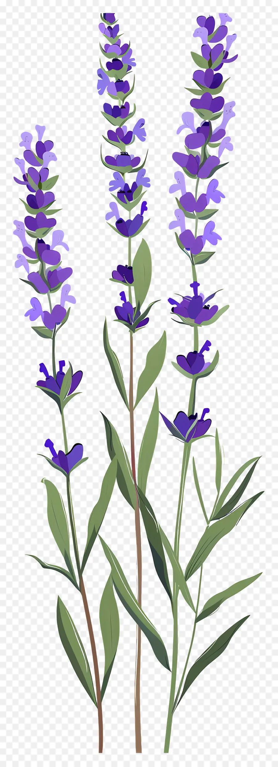 Bunga Lavender，Bunga Ungu PNG