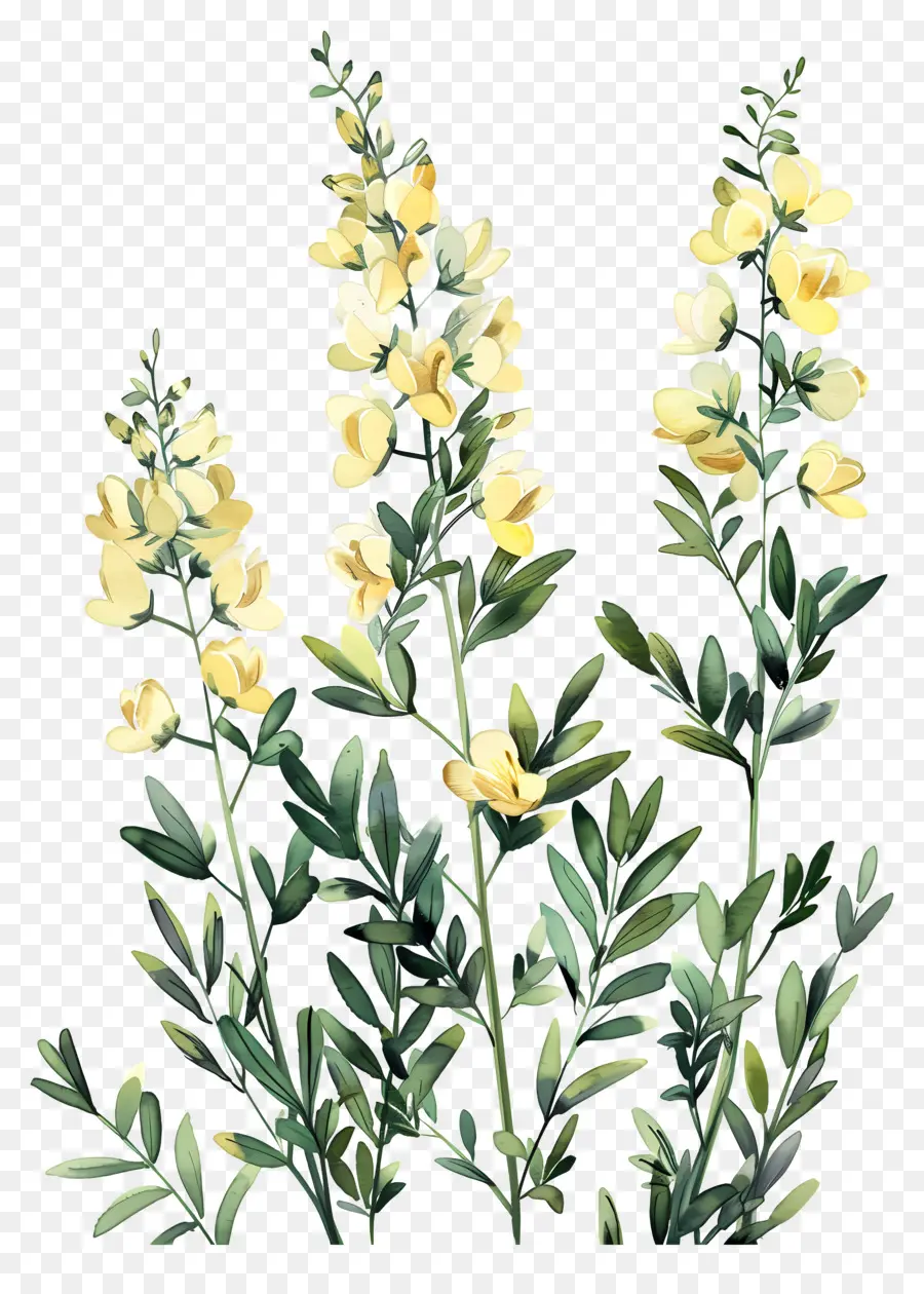 Bunga Cytisus Wolgaricus，Bunga Kuning PNG