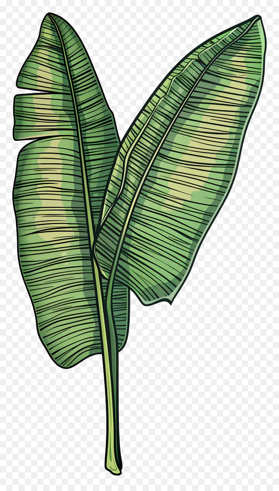 Daun Tropis，Daun Hijau PNG