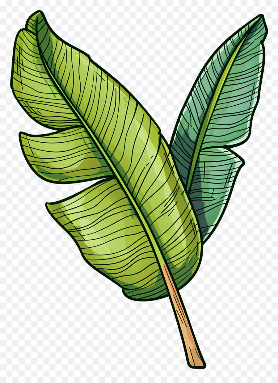 Daun Tropis，Daun Hijau PNG