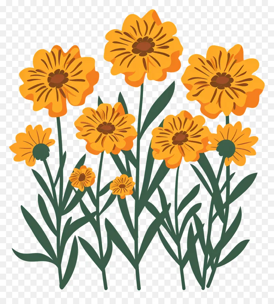 Bunga Marigold，Bunga Kuning PNG