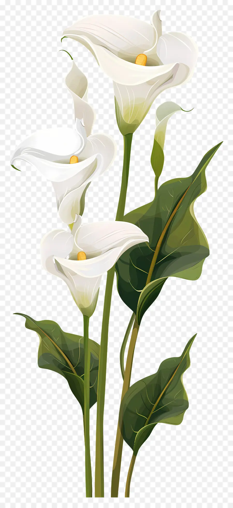 Calla Lily，Putih PNG