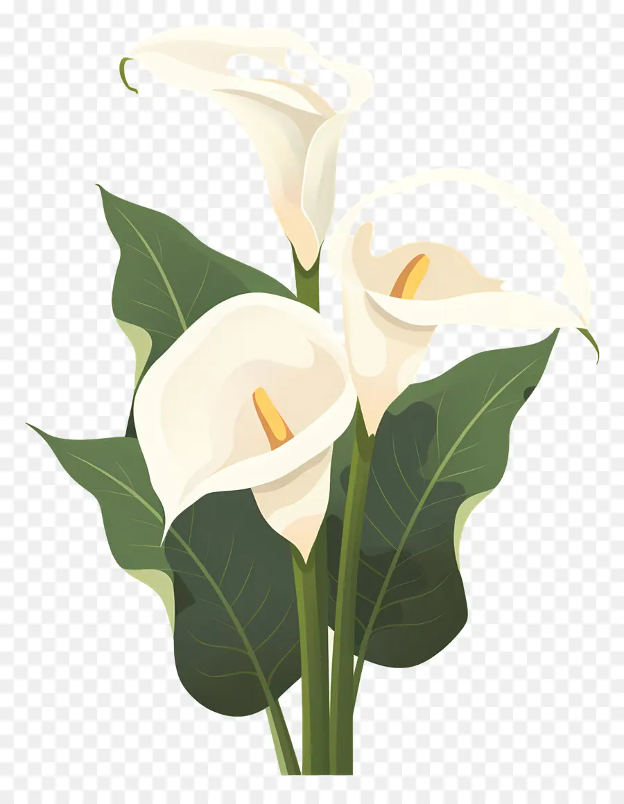 Calla Lily，Bunga Calla Lily Putih PNG