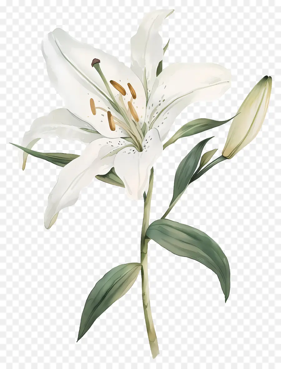 Bunga Lily，Bunga Lili Putih PNG