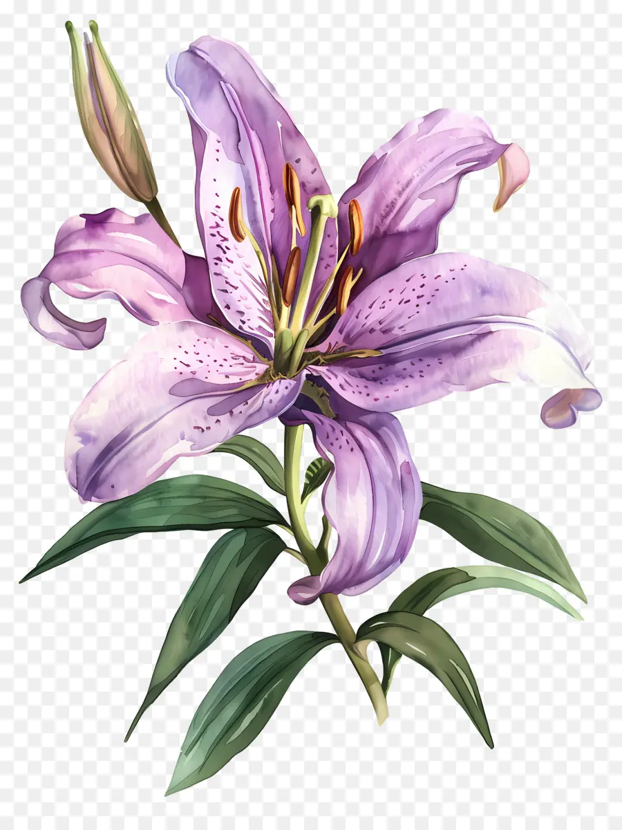 Bunga Lily，Lily Biru PNG