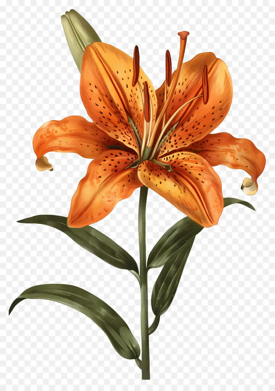 Bunga Lily，Bunga Lili Oranye PNG