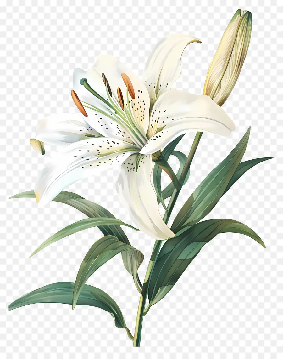 Bunga Lily，Bunga Lili Oranye PNG