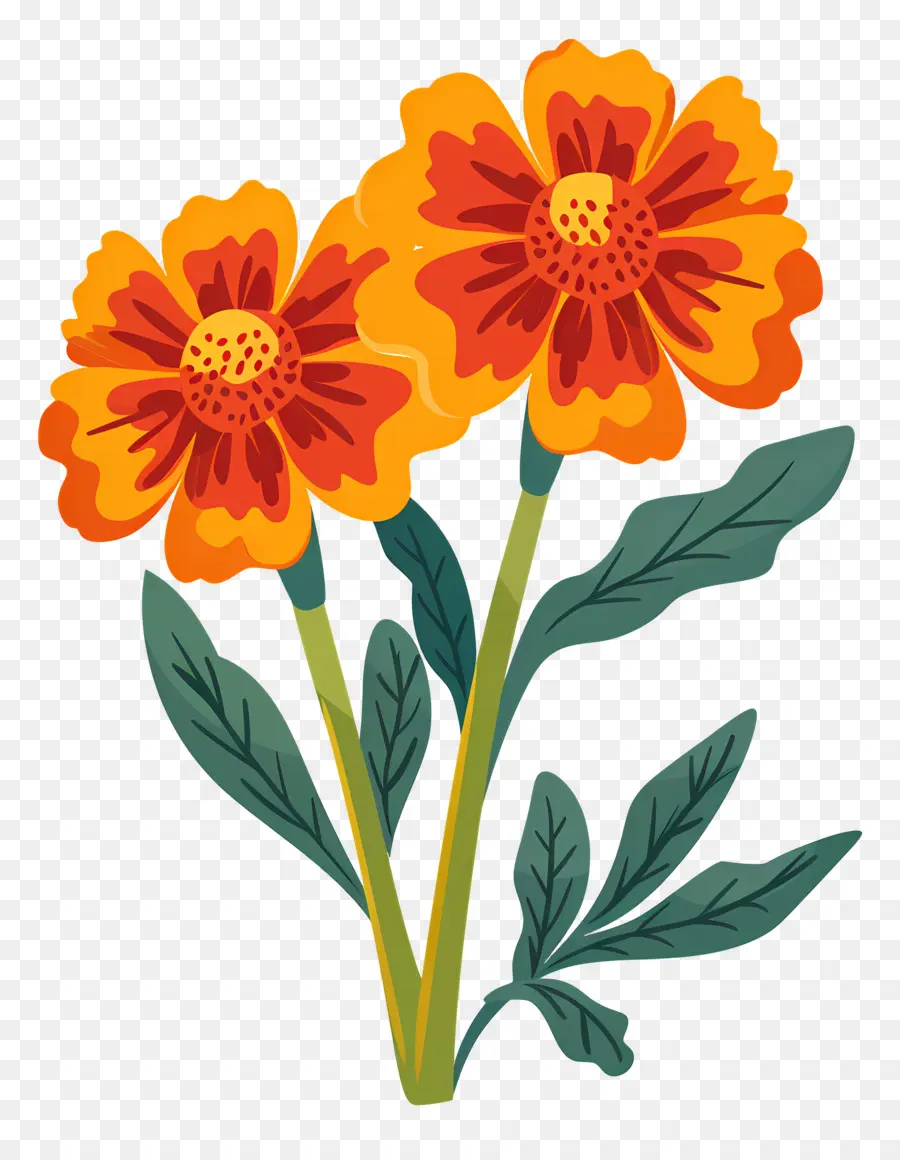 Bunga Marigold，Bunga Oranye PNG