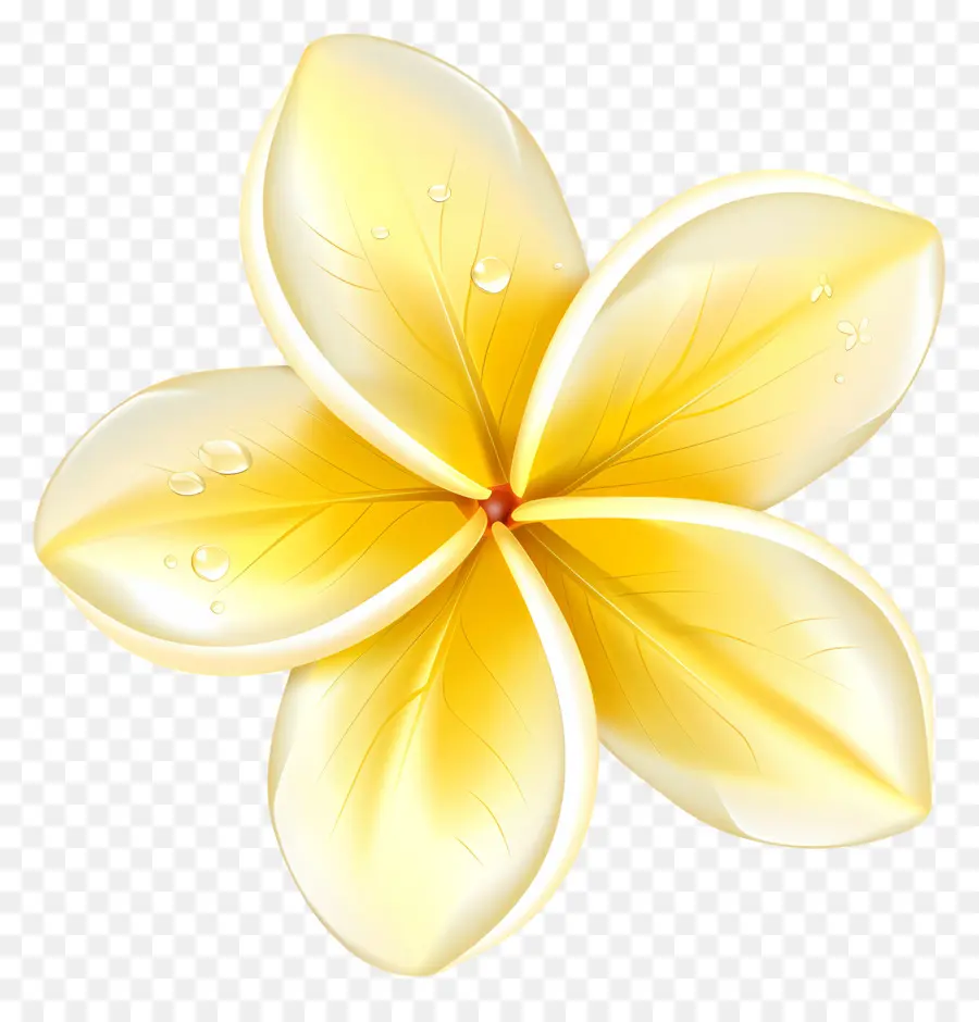 Bunga Plumeria，Bunga Kuning Dengan Tetesan Air PNG