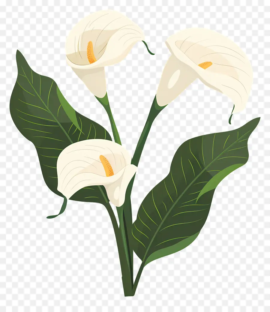 Calla Lily，Bunga Calla Lily Putih PNG